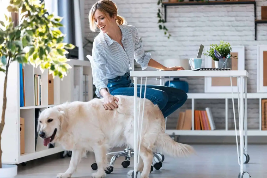 Ghid – apartamente 2 camere&nbsp;București